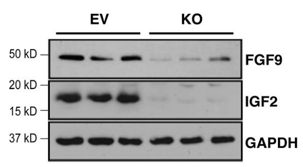 Quantification of FGF9 and IGF2 in Hdac3 KO and EV MECs by western blot.jpg